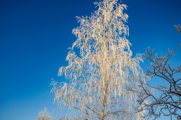 Abedul en escarcha en un día de invierno contra el cielo