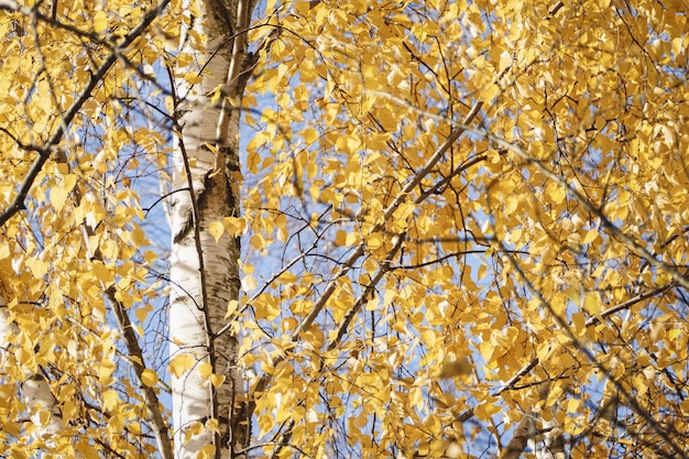 Abedul follaje amarillo en otoño Betula populifolia en otoño