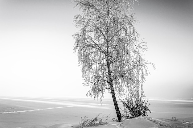 Abedul en invierno en la orilla de un lago cubierto de nieve.