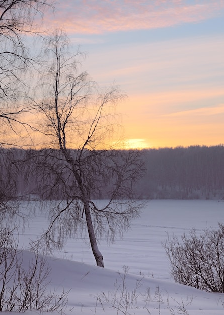 Abedul en una llanura nevada al amanecer.