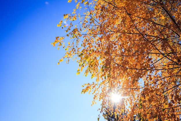 Abedul de otoño con hojas amarillas en un día soleado