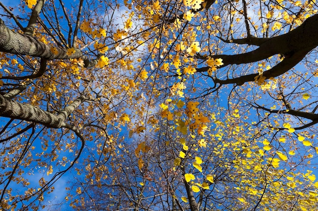 Abedul en otoño