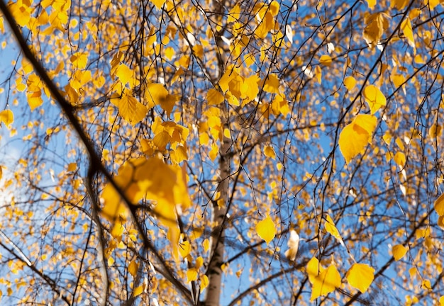 Abedul en otoño