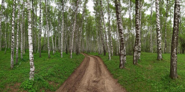 Abedul panorámico