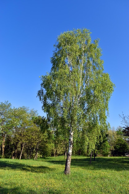 El abedul plateado Betula pendula en un parque público