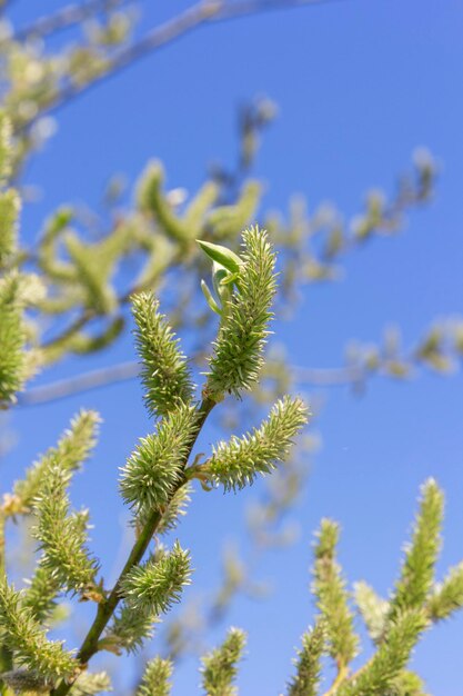 Abedul de primavera floreciente contra el cielo