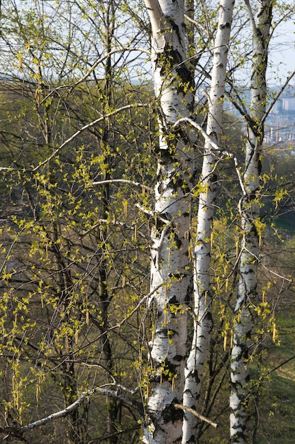 Abedul de primavera en el parque de la ciudad.