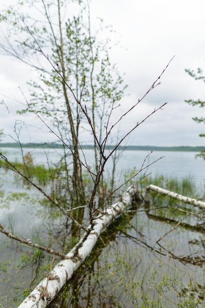 Abedul de rama talada por castor en el lago