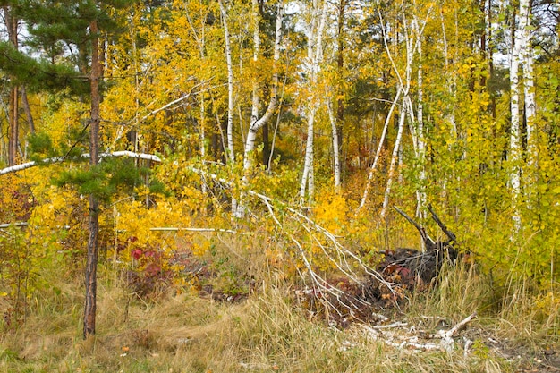 Abedul roto en el bosque de otoño Primer plano