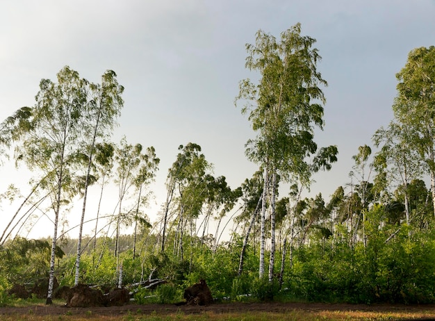 Abedul roto después de una tormenta un bosque donde muchos abedules rotos después de la última tormenta anochecer atardecer