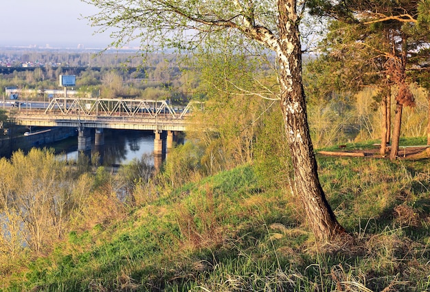 Abedul sobre el río con un puente.