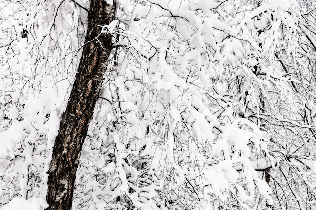 Abedul viejo cubierto de nieve en el bosque nevado