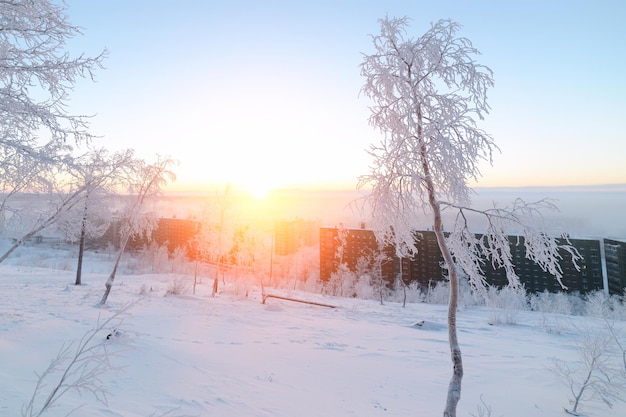 Abedules en el amanecer helado de la mañana de la escarcha en la tundra ártica