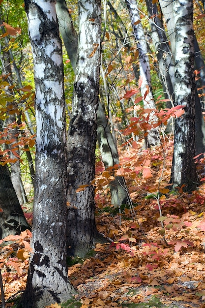 Abedules y árboles de roble en el hermoso bosque de otoño