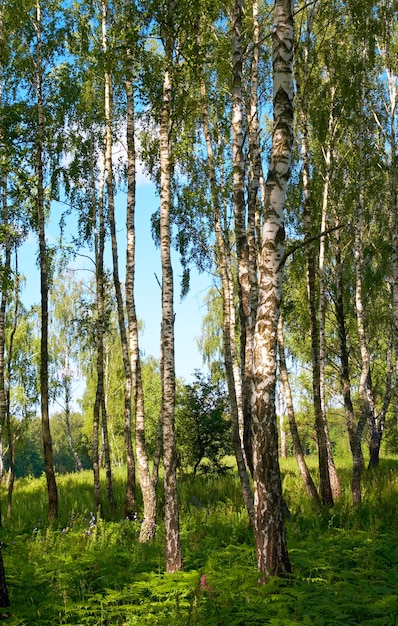 Abedules en el bosque de verano con pastos altos debajo.