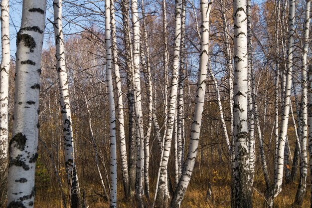 Los abedules en el bosque