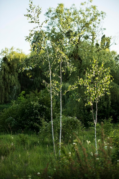 Abedules en el bosque