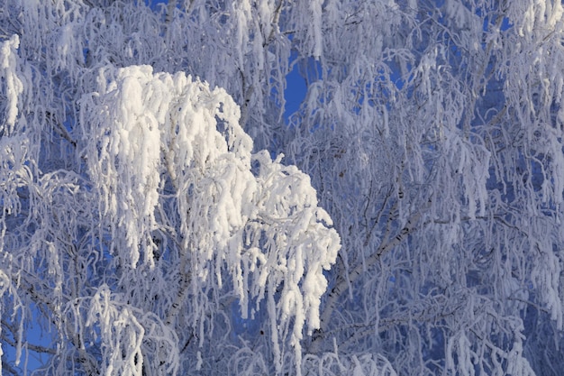 Abedules cubiertos de escarcha en un bosque de invierno en un día claro y helado