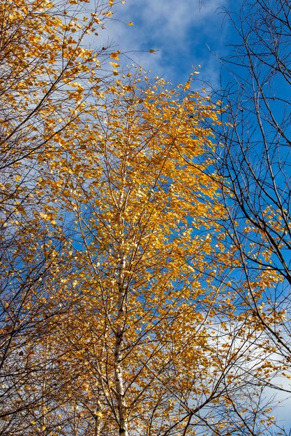 Abedules con follaje naranja en la temporada de otoño