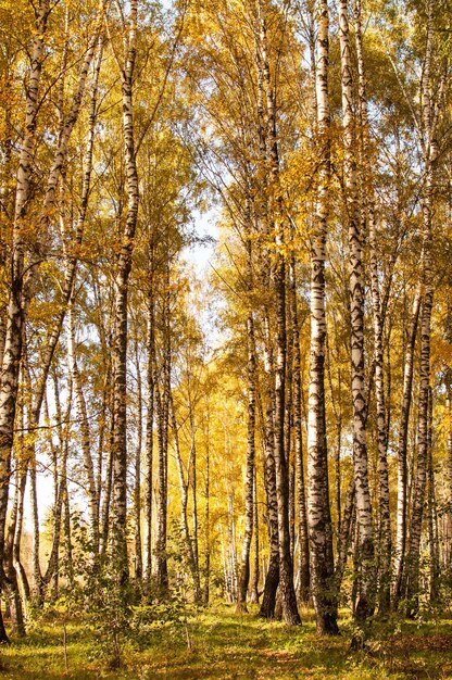 Abedules con hojas amarillas en el parque de otoño en formato vertical