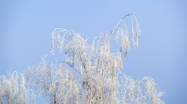 Abedules en invierno Ramas de abedul helado