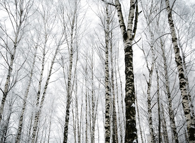 Abedules de invierno