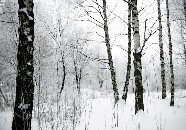 Abedules de invierno