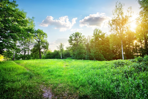 Abedules jóvenes en un prado verde en la luz del sol