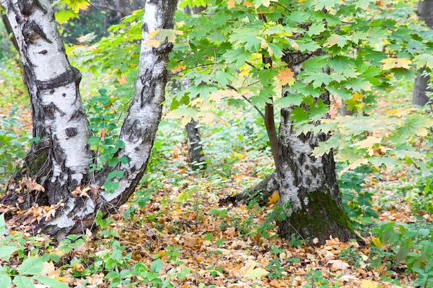 Abedules en otoño parque de la ciudad