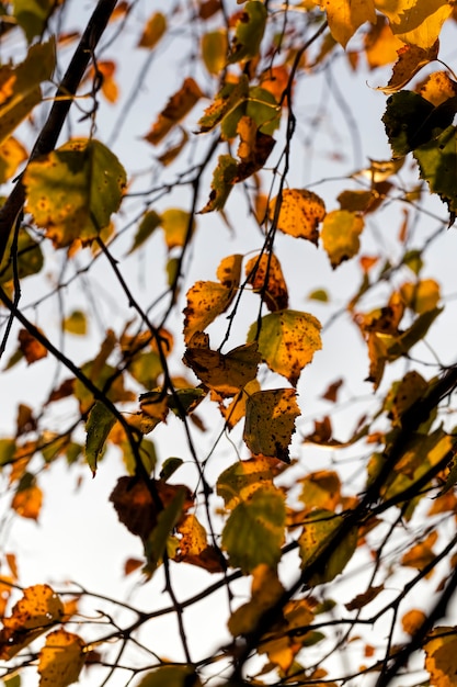 abedules en otoño