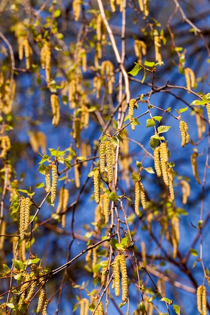 Abedules en primavera: primer plano fotografiado de hojas verdes jóvenes y amentos en un árbol de abedul en la primavera del año,