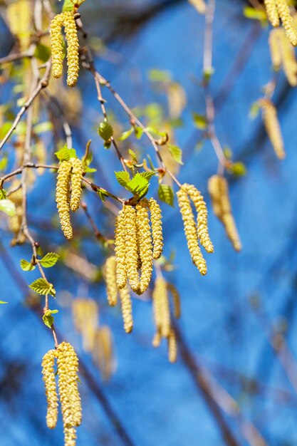 Abedules en primavera