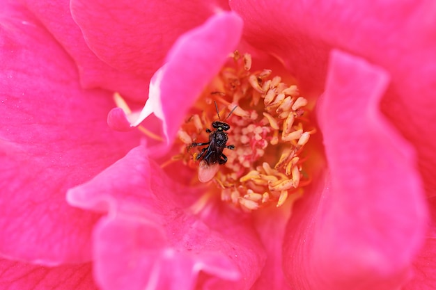 Abeja Abeja Chupe el polen dulce del agua en la rosa floreciente.