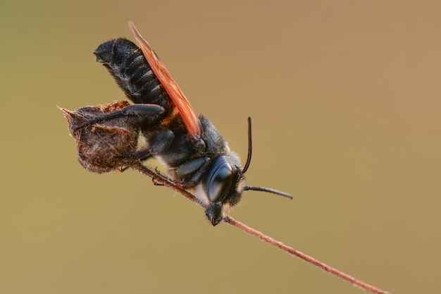 abeja abeja negra en ramitas