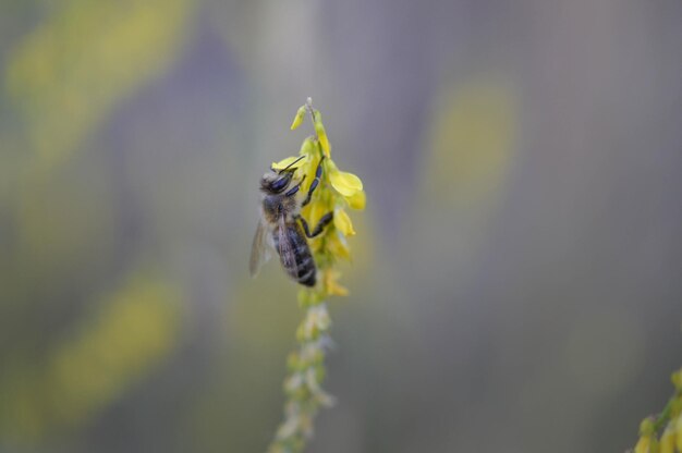 Abeja en una abeja de trébol dulce en una macro de flores silvestres amarillas