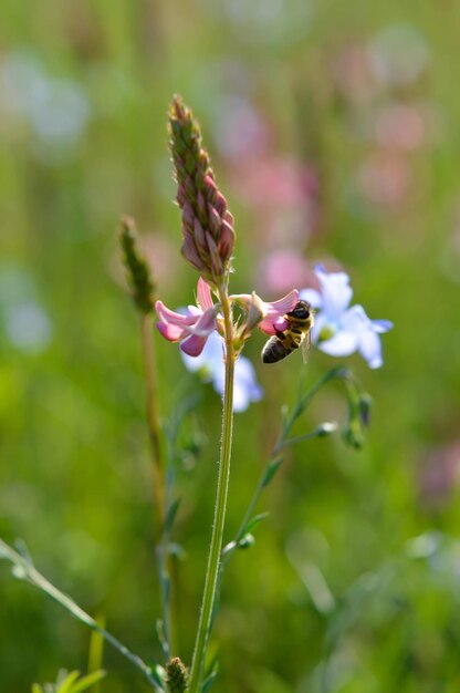 Abeja en acción en un campo