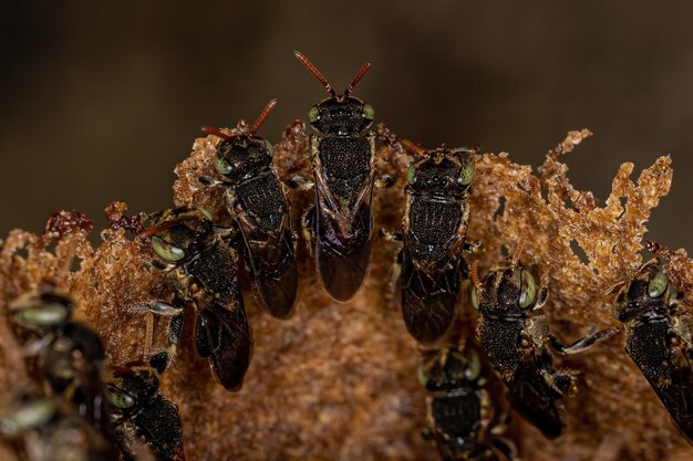 Abeja sin aguijón adulta