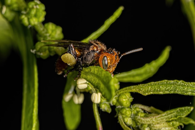 Abeja sin aguijón hembra adulta