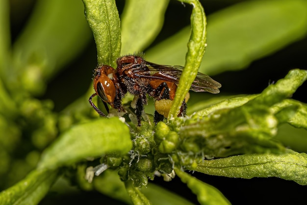 Abeja sin aguijón hembra adulta