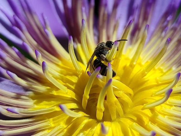 Abeja sin aguijón toma polen