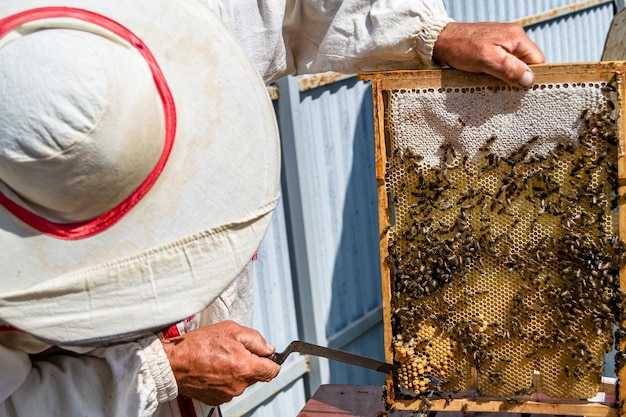 La abeja alada vuela lentamente hacia el apicultor recoge el néctar en el apiario privado de las flores vivas del apiario que consiste en el polvo de la flor del apicultor de la aldea en las patas de la abeja el apícola para las abejas en el fondo gran apiario