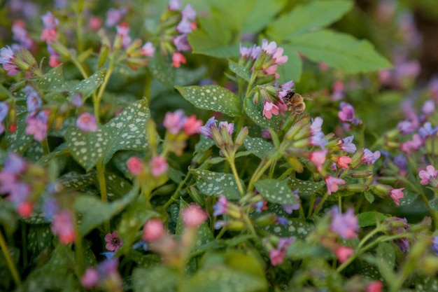 Abeja alada vuela lentamente hacia las flores