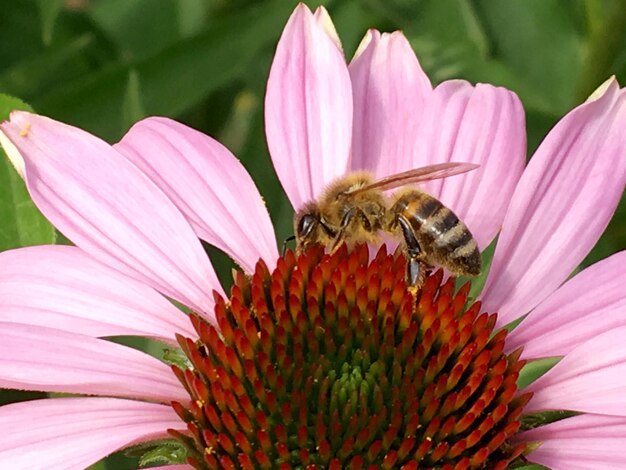 La abeja alada vuela lentamente a la planta para recolectar néctar de miel en un colmenar privado