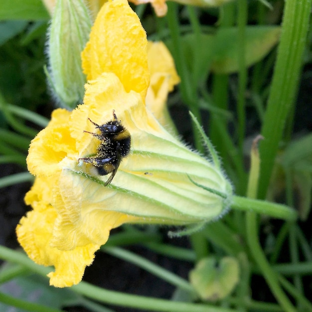 La abeja alada vuela lentamente a la planta para recolectar néctar de miel en un colmenar privado