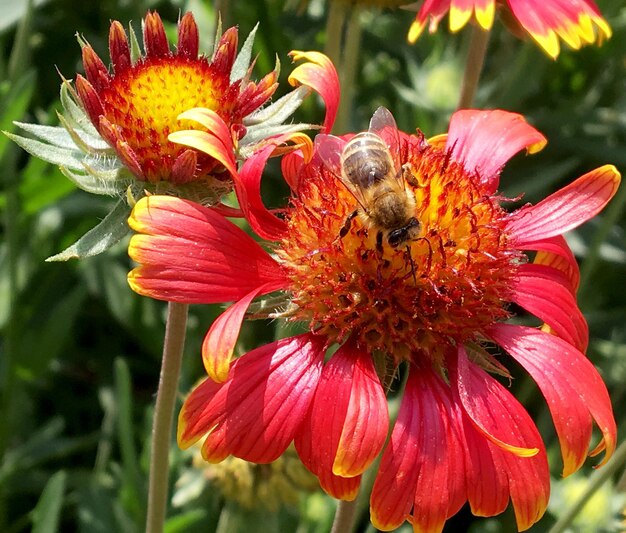 La abeja alada vuela lentamente a la planta para recolectar néctar de miel en un colmenar privado