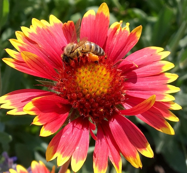 La abeja alada vuela lentamente a la planta para recolectar néctar de miel en un colmenar privado
