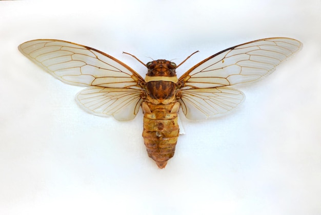 Foto una abeja con las alas abiertas y una abeja con las alas abiertas.