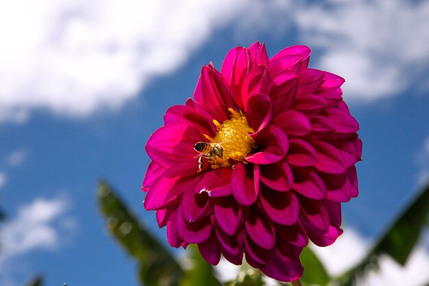 una abeja alcanzando su flor