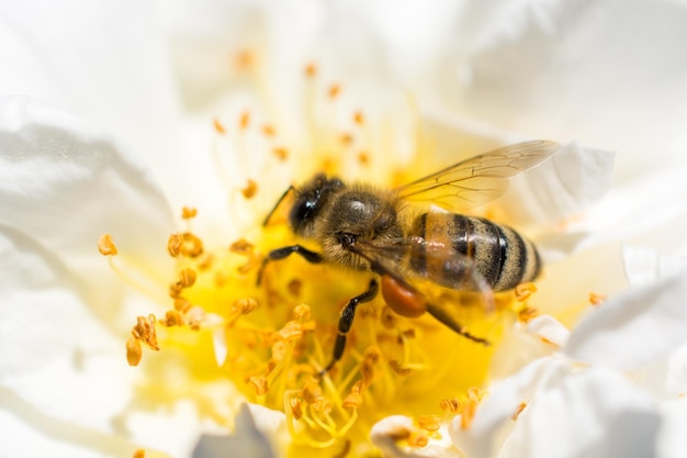 La abeja se alimenta de polen de flores