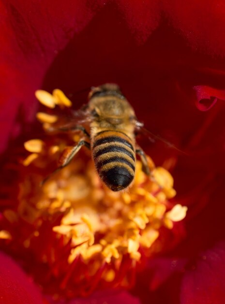 La abeja se alimenta de polen de flores